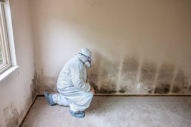 Professional Mold Removal in Plattsburgh, NY